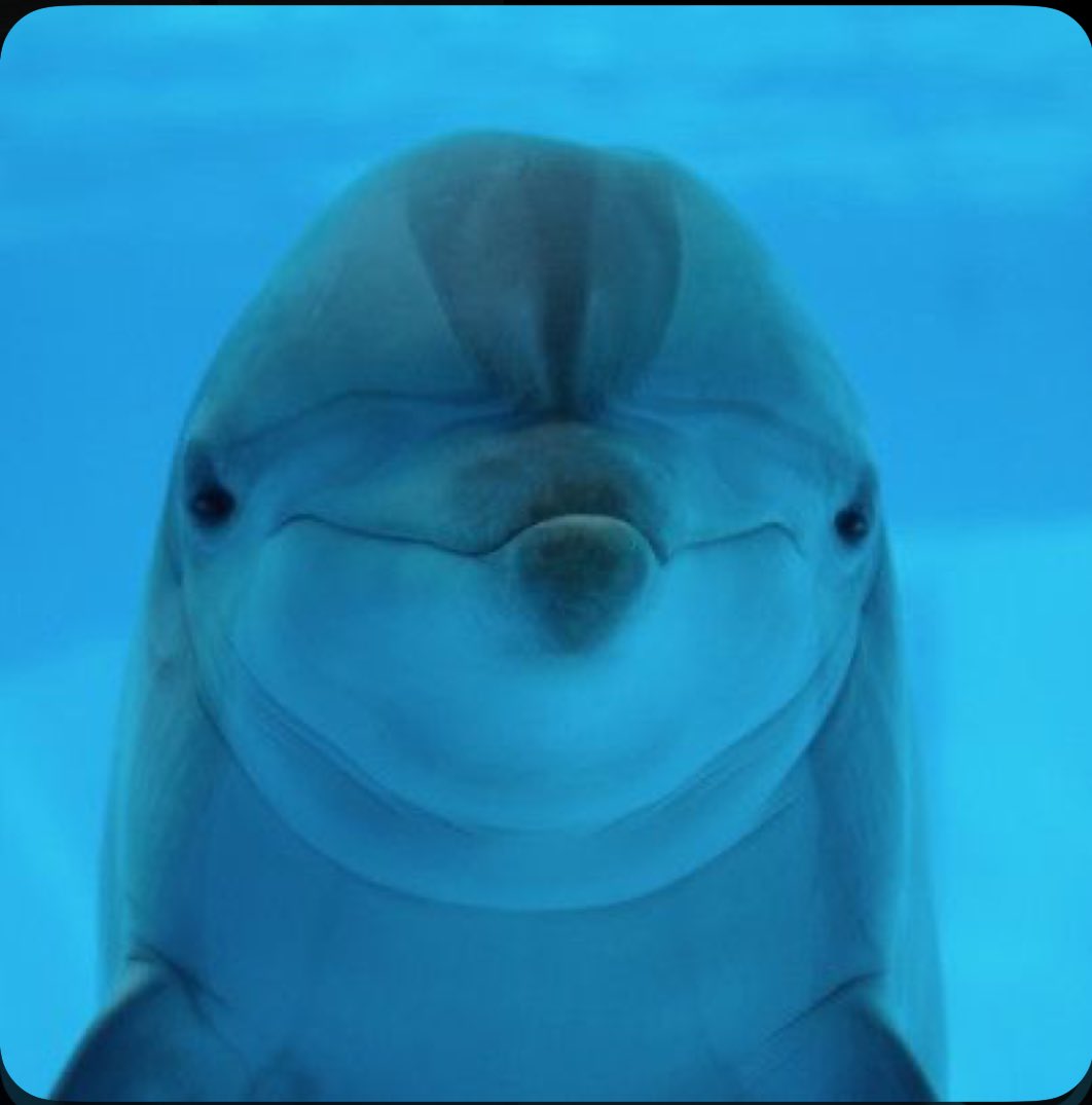 CoconutGreek tweet media