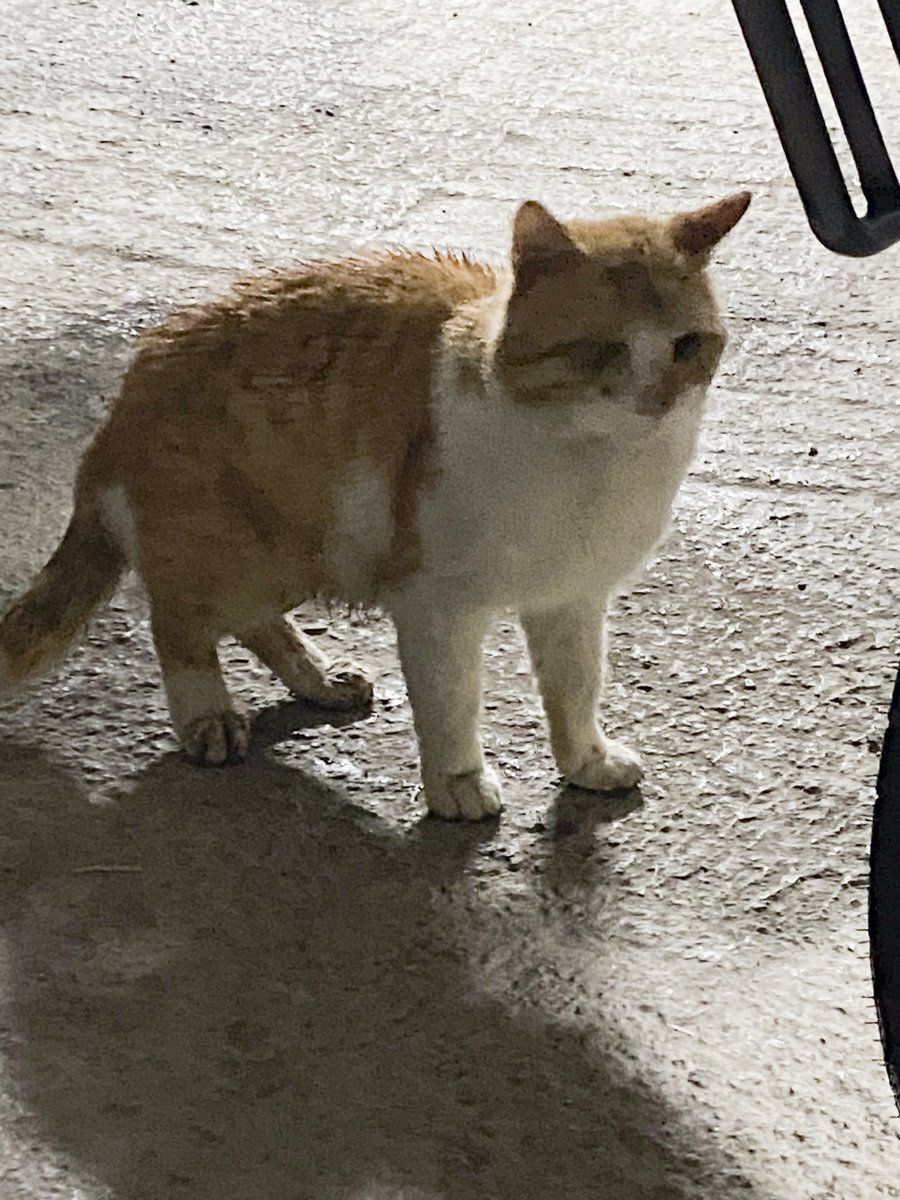 Turan Kaya tweet media