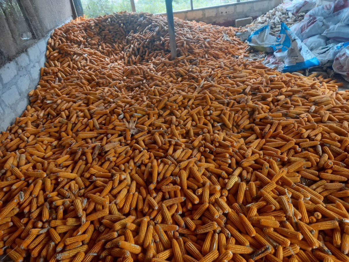 Evans •||The AgroCEO 🌱||• tweet media