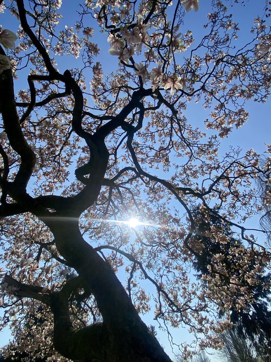 lady melody tweet media