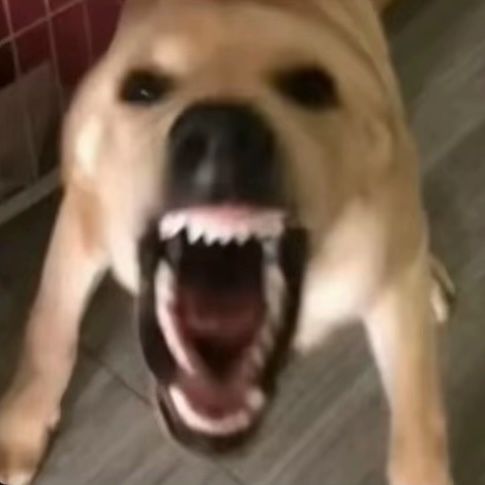 ᅠᅠ✦ꜝ ᅠ𝐂﹑ 𝖑𝕆𝐇𝔈𝐍 .ᅠ❜ tweet media