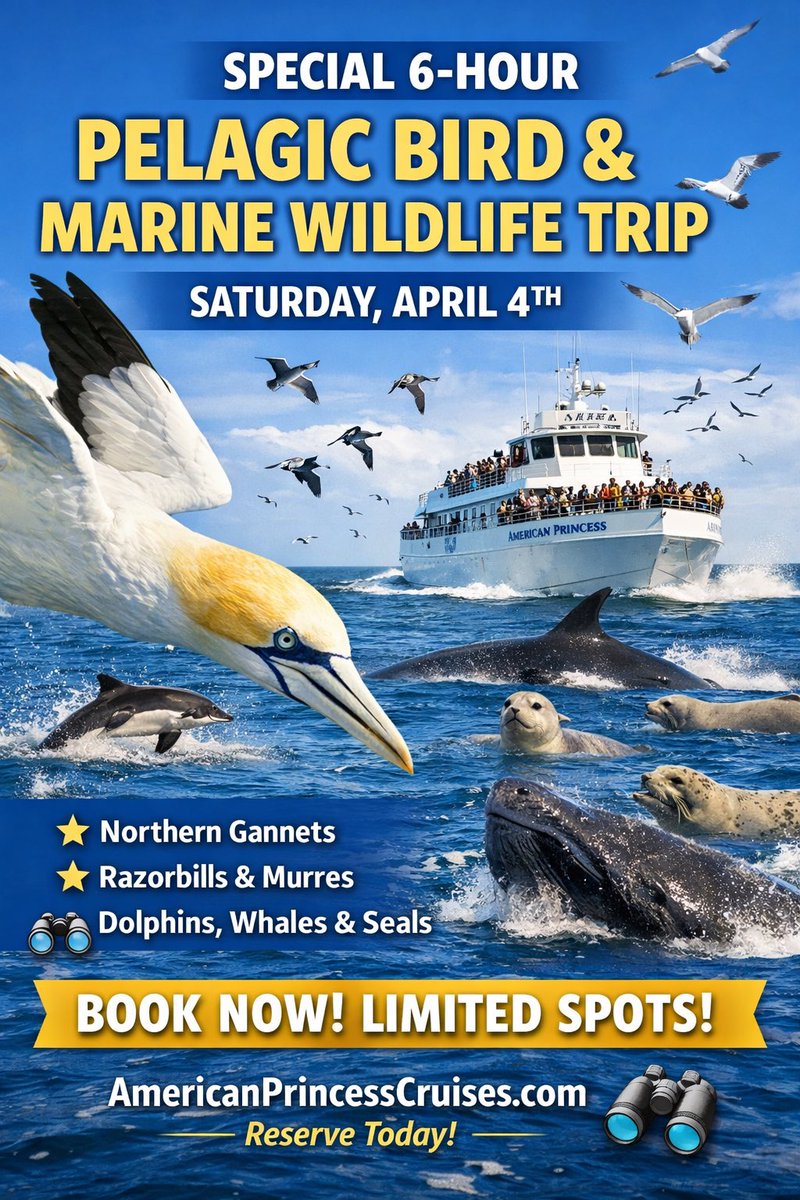 American Princess Cruises tweet media