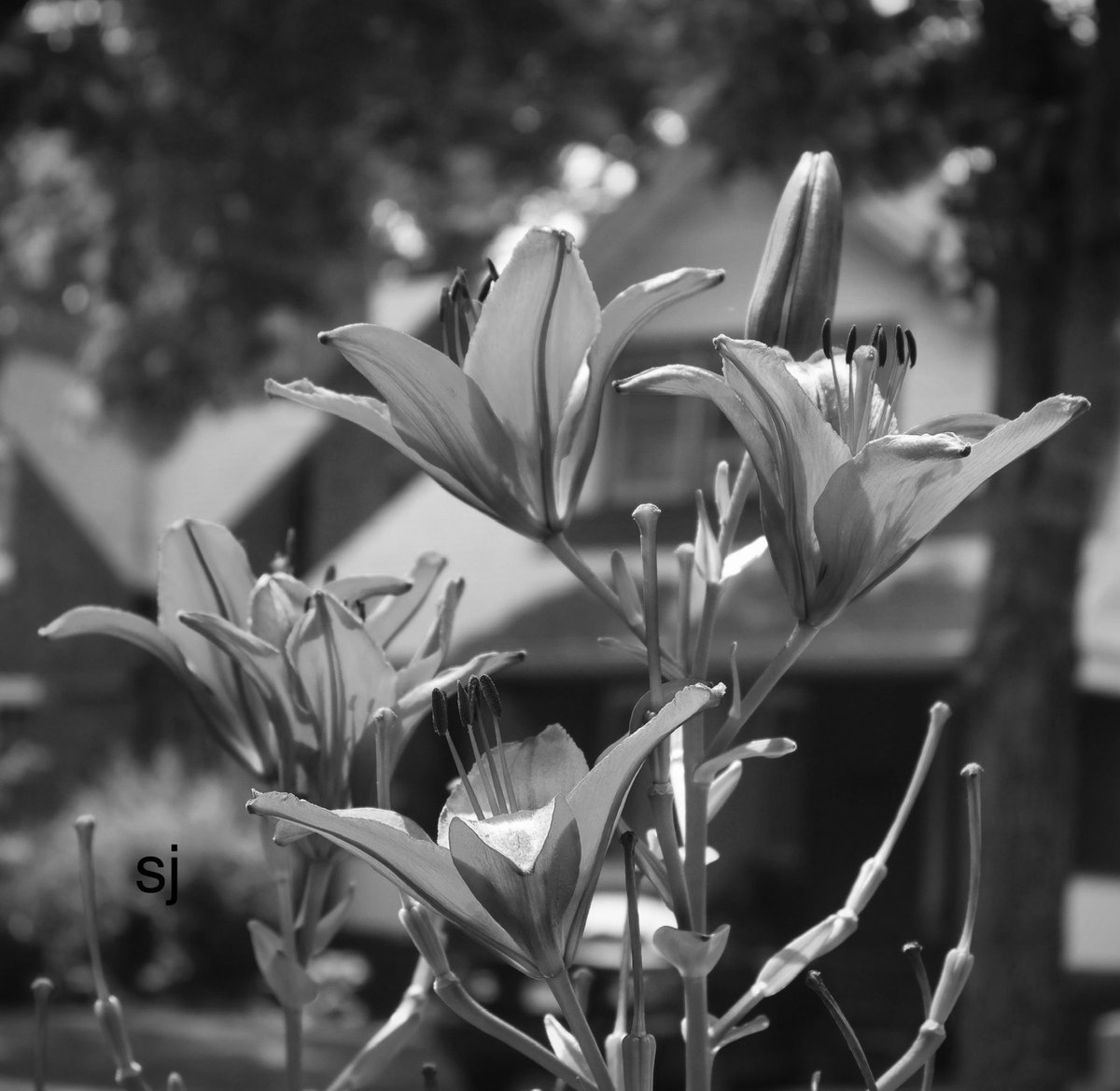 SandraBeeKind's tweet image. Dance first. Think later. It's the natural order. 
Rule to live by
Samuel Beckett

#Monochrome #PositiveMindset
#MonochromeMonday 
#Lilies