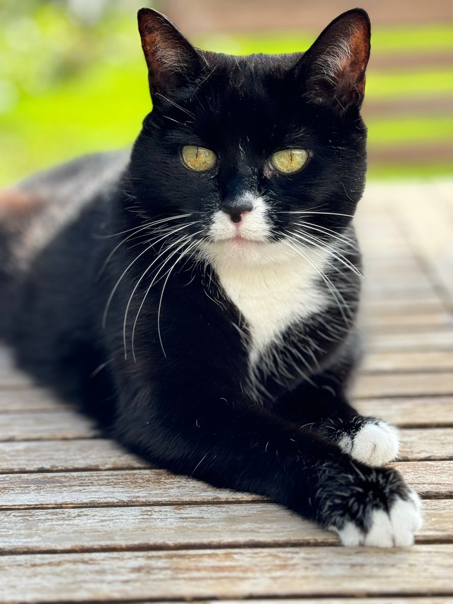 mediocre modeller/Tim tweet media