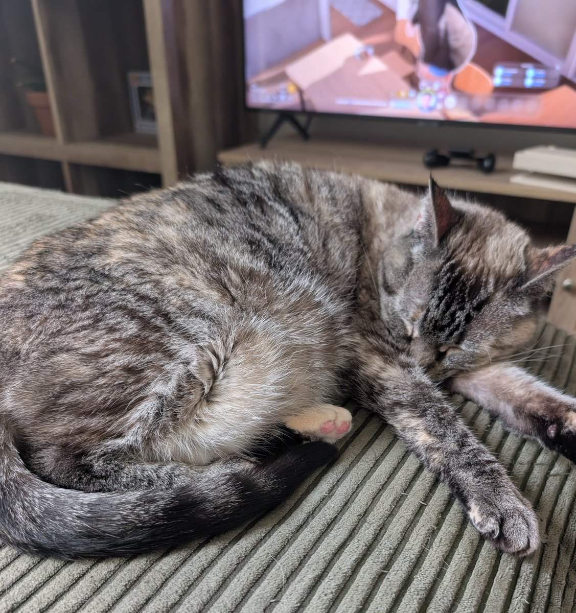 elvenslurs's tweet photo. Shoutout to Prozac for helping my sweet girl feel comfortable again https://t.co/ULZ1iI9lQF