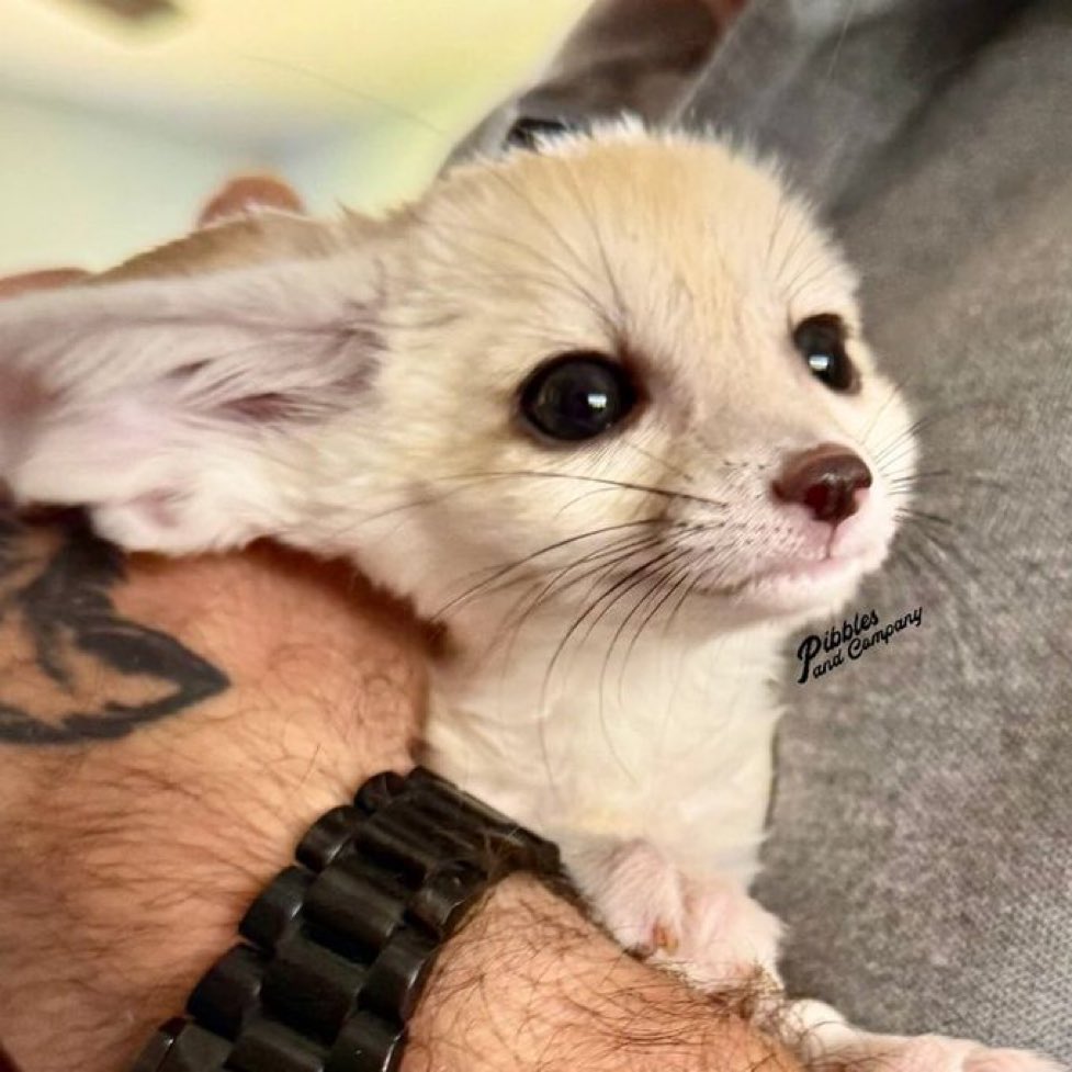 Sawfthausen tweet media