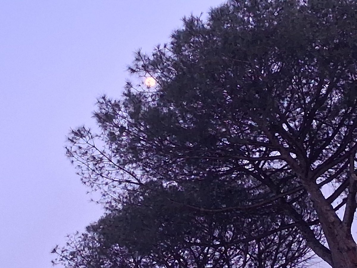 ginevra_80's tweet image. L’incantevole Moon alle prime luci della sera… Che meraviglia!
Per dirlo in musica:

✨🎶   Moonlight Shadow
youtu.be/e80qhyovOnA?si…

Sweet Monday dalla città eterna. 💗

#BuonaSerata
#SweetMonday
******
#Moon
#MoonlightShadow
******
#Roma
#CittàEterna
#30Marzo