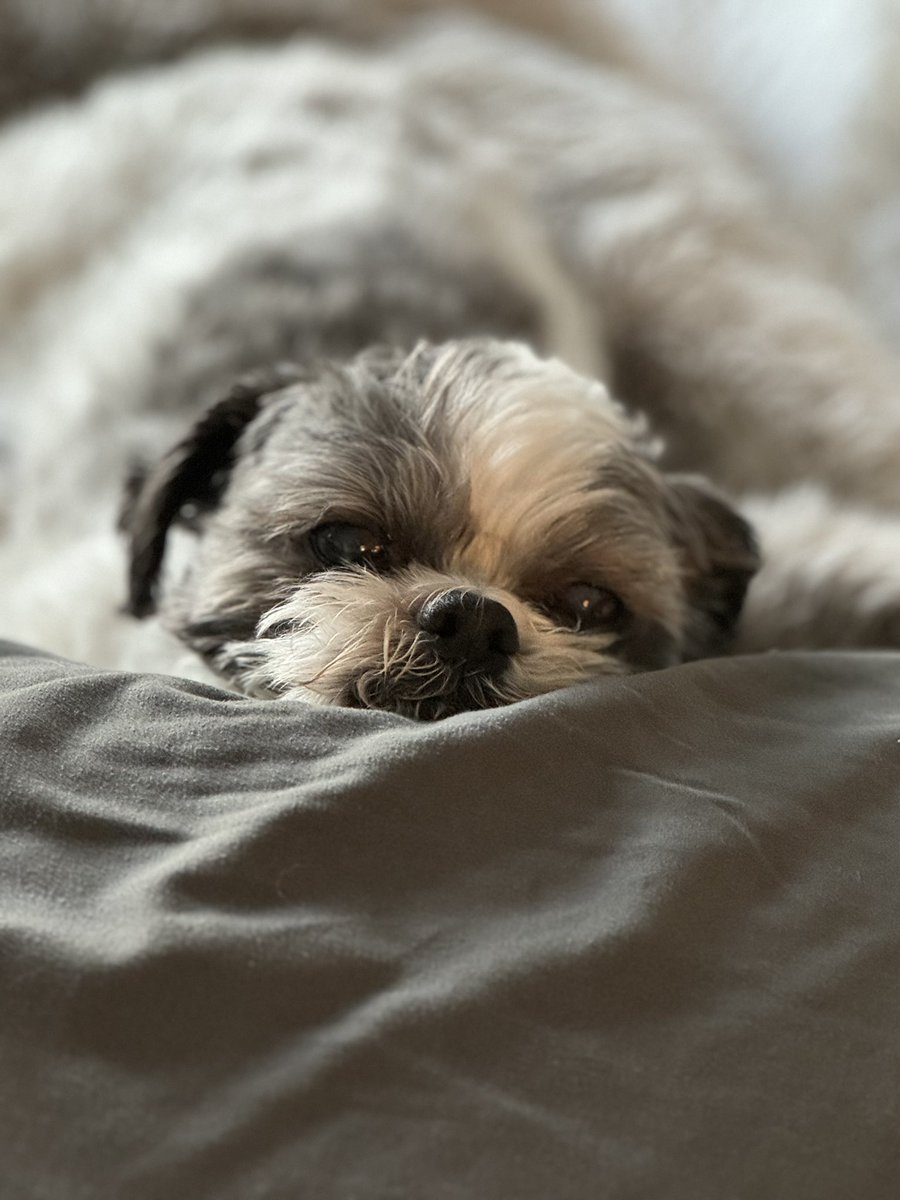 Horrifying History tweet media