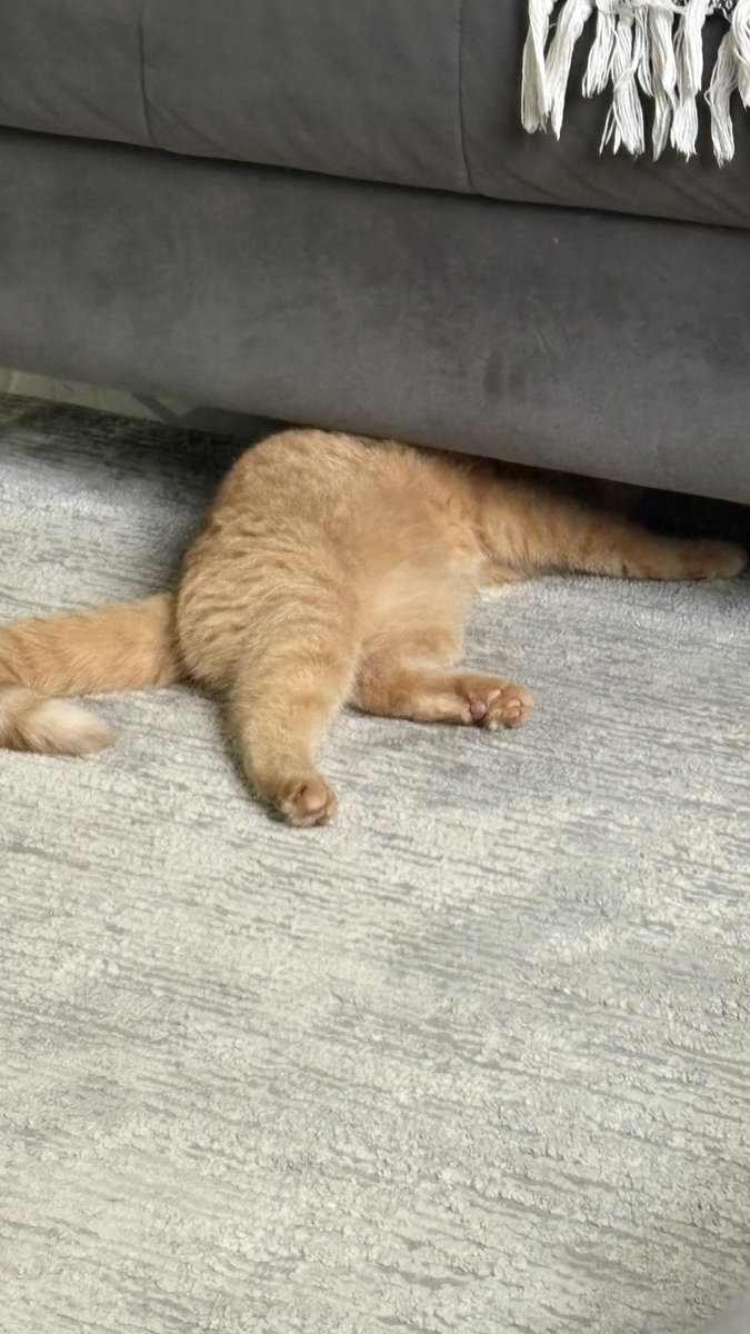 ✨ باراسيتامول ✨ tweet media