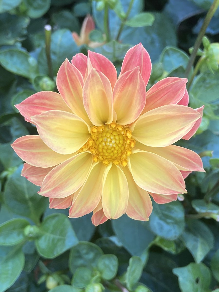 ¡Recuerda comenzar cada día reafirmando tu fuerza y ​​tus capacidades!
¡Feliz semana! 😘🧡🌸🦋🍀

Remember to start each day by affirming your own strength and capabilities! 
Happy Week 😘🧡🌸🦋🍀