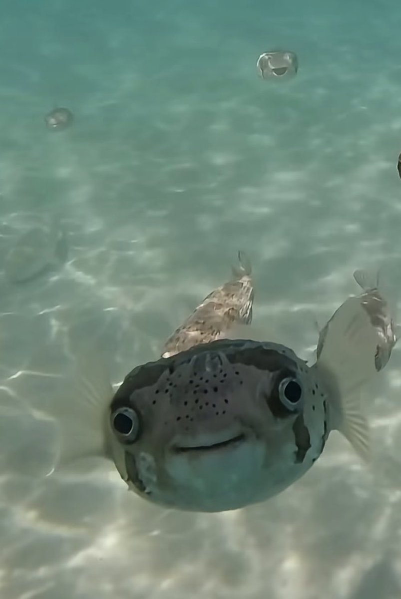 𝒞𝒾𝓃ℯ𝒷ℴ𝓎 📽️🎞️ tweet media