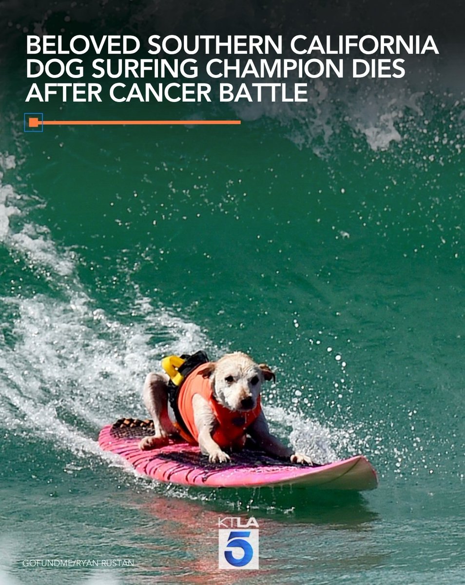 KTLA's tweet photo. Beloved Sugar the Surfing Dog has died following a battle with cancer, her owner announced on social media Monday. https://t.co/SBZ7yY4M43 https://t.co/ETI95syTj7
