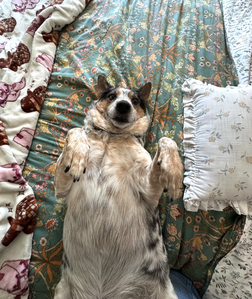 Virginia finkle 2.0 tweet media