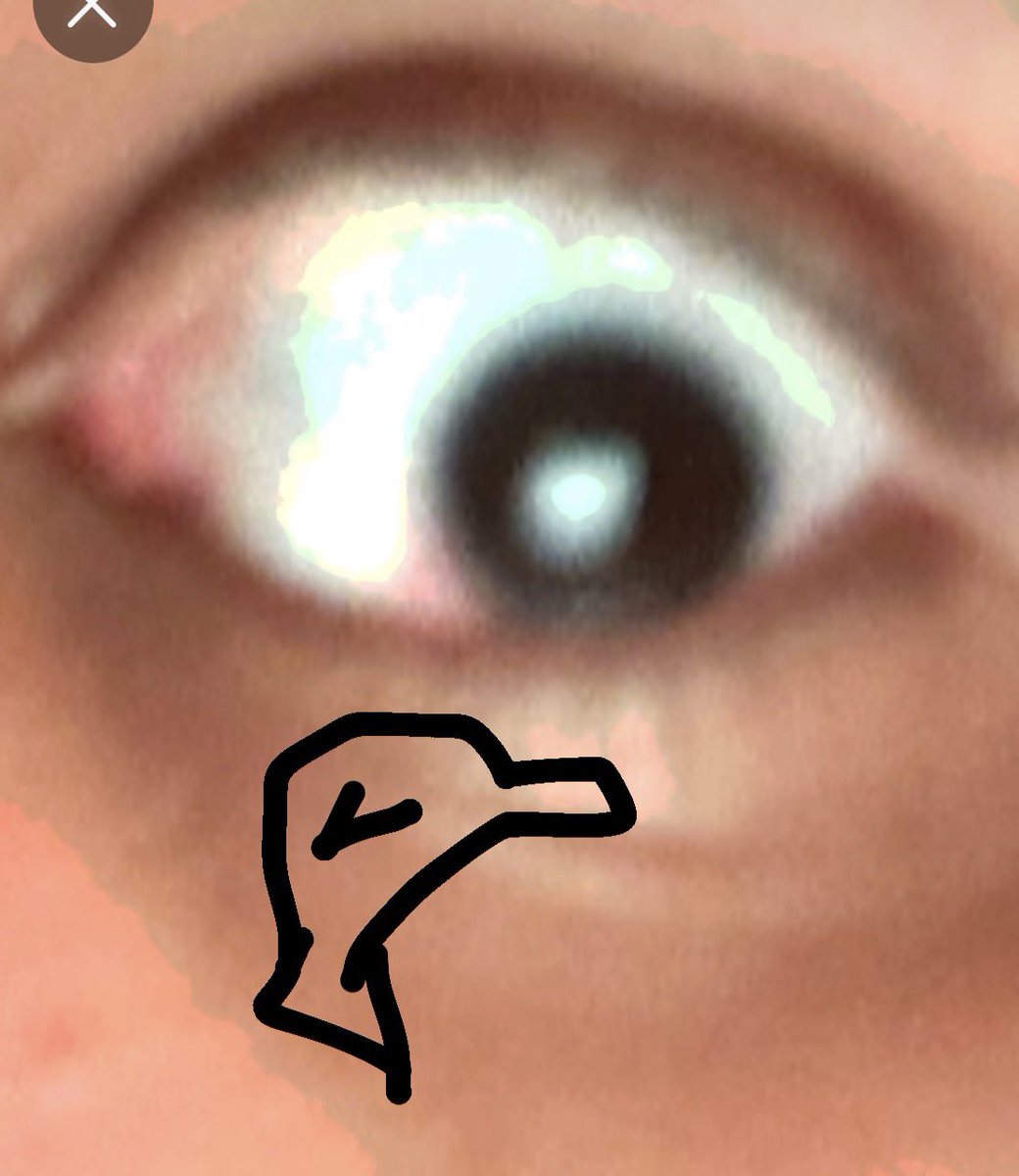 Thebirdspt.2 tweet media