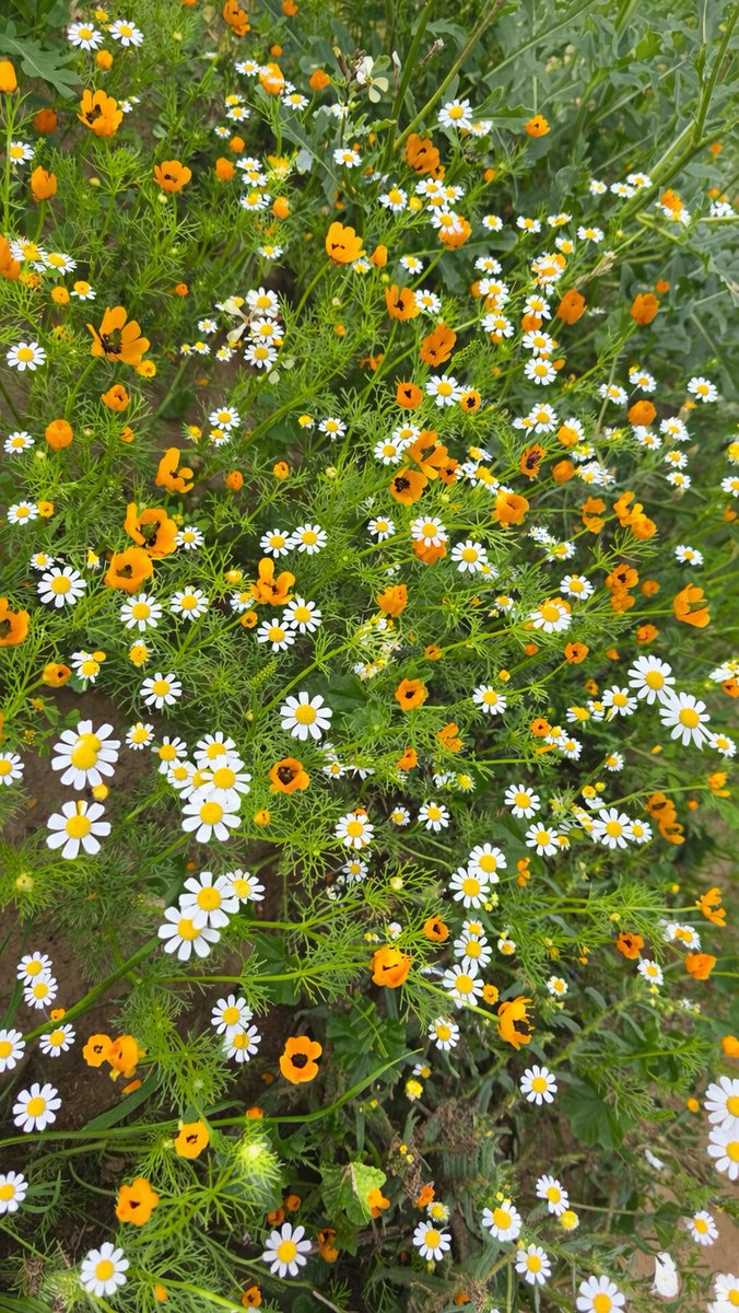 | أ- الأسلمي | tweet media