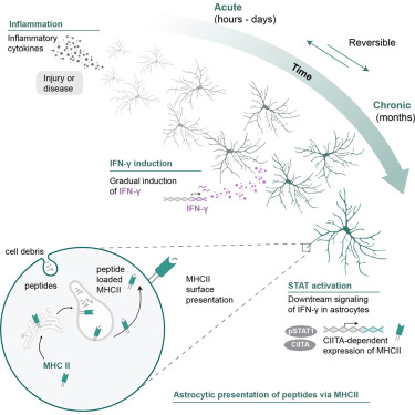 Neuron tweet media