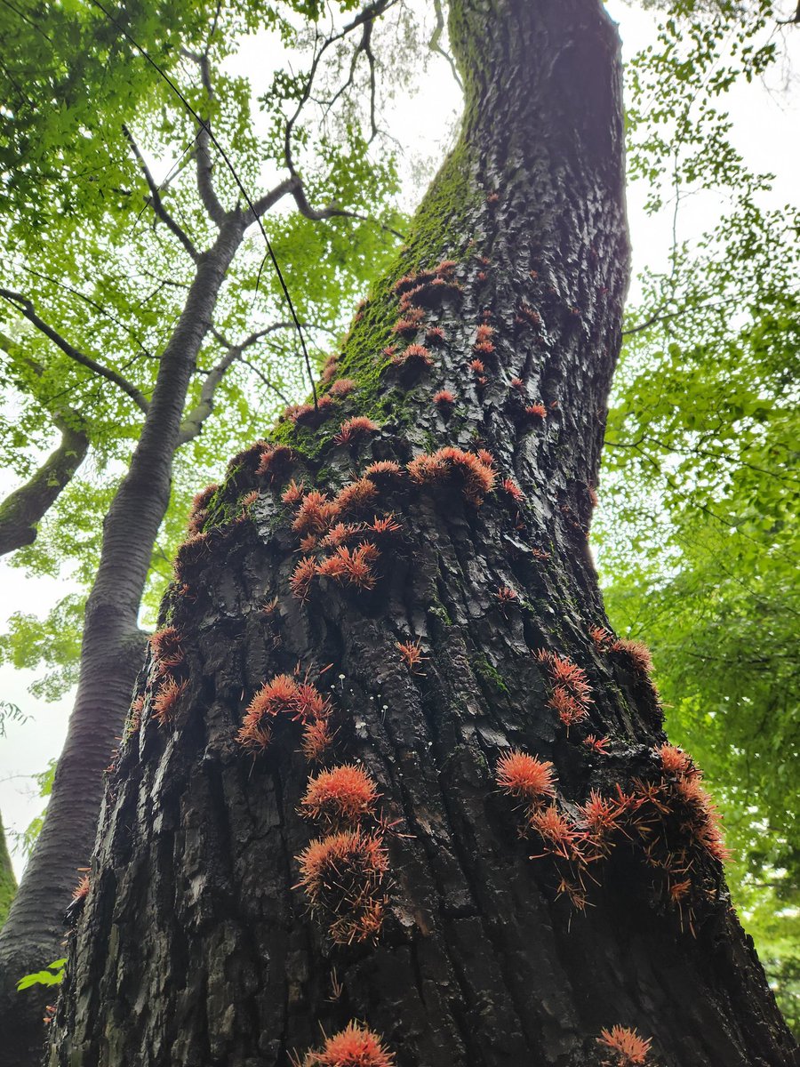 Booklicious5's tweet image. High altitude trees 😊

#goodbyemarch
See you next year 🥰

#treepeople
#thicktrunktuesday