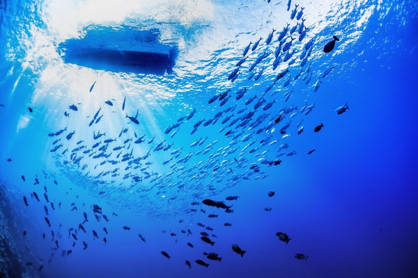 Centre for Community & Oceanic Law tweet media