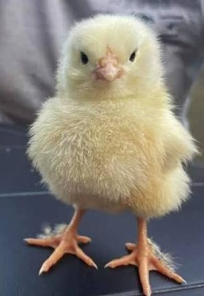 shae 🇵🇸 tweet media