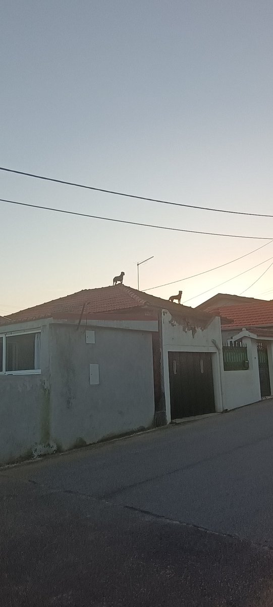 Gonçalo Pinto tweet media