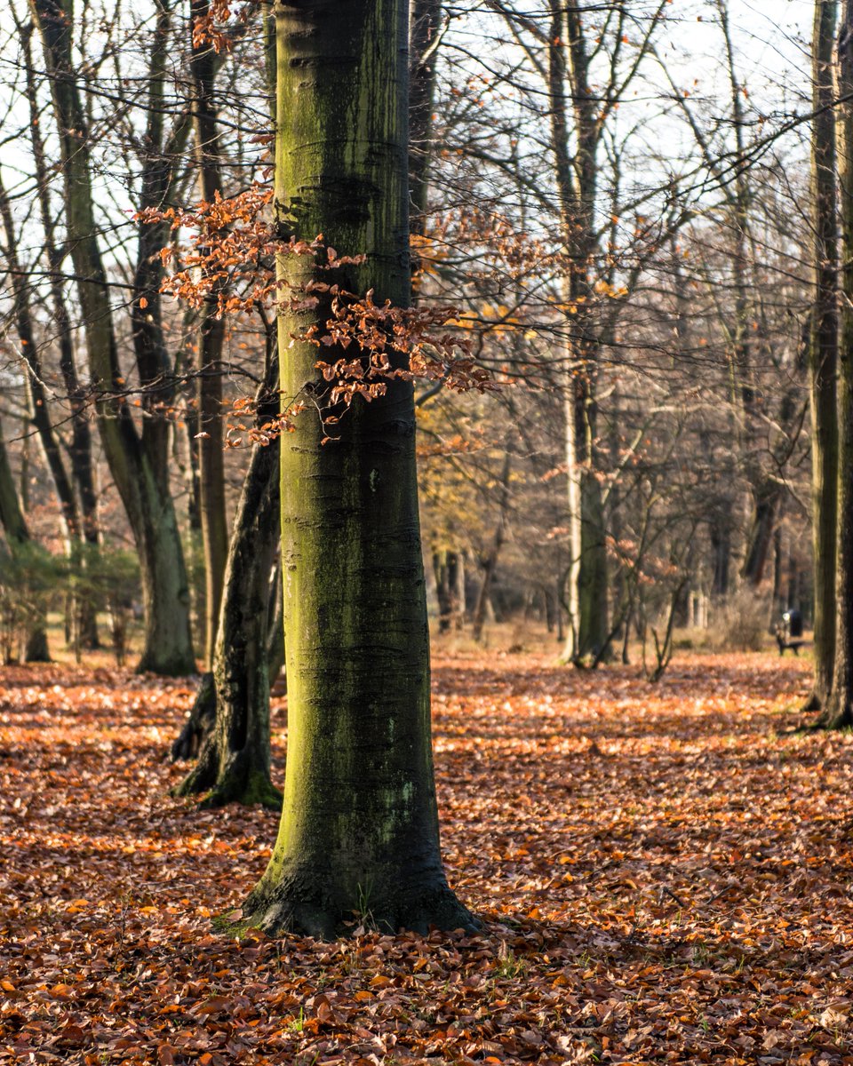 Sunchild tweet media