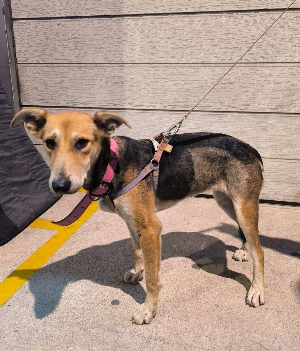 Gatánica tweet media