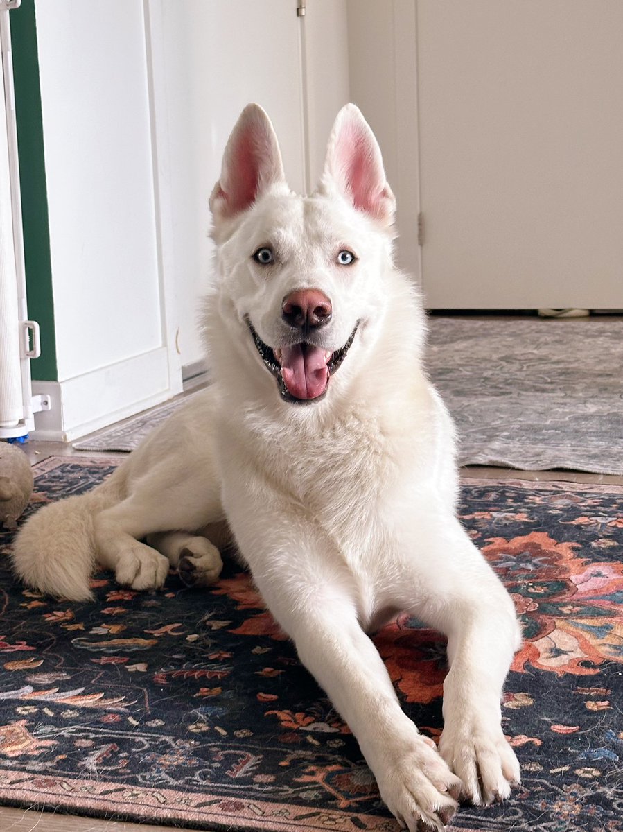 Lana the Bug 🪲💕 tweet media