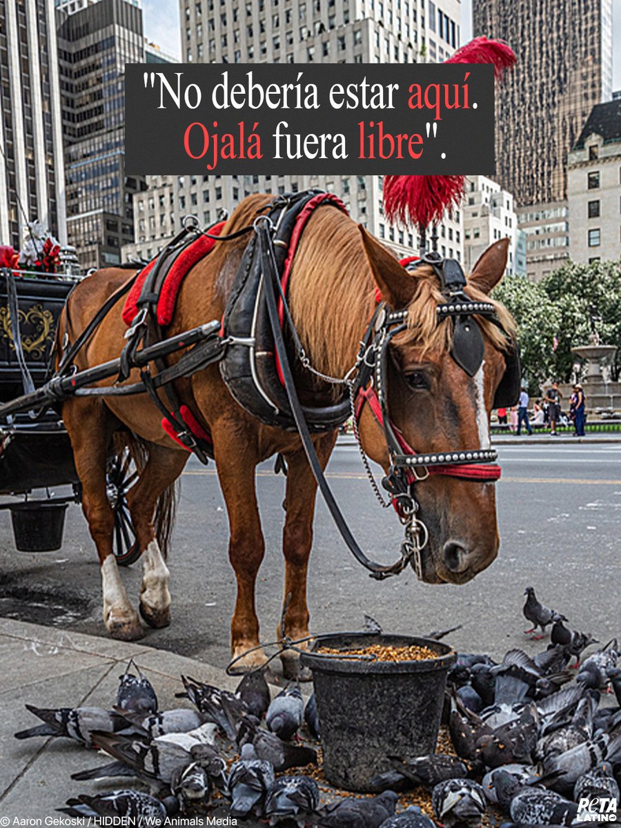 PETA Latino tweet media