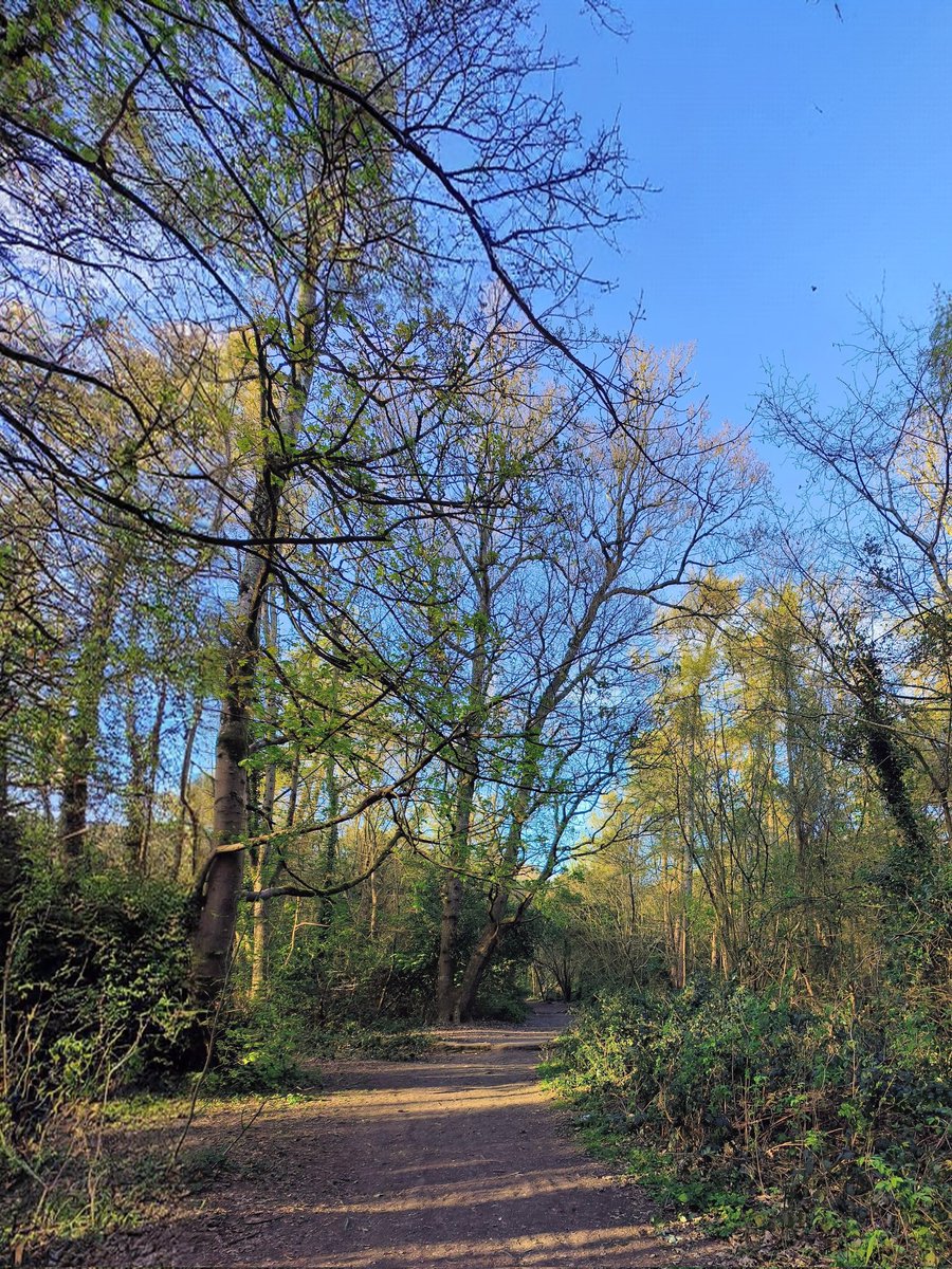 LadyGrace27's tweet image. The sun tiptoes through the trees, and my mind follows its quiet rhythm...✨

#mondayvibes #walks #walkies #woods #nature