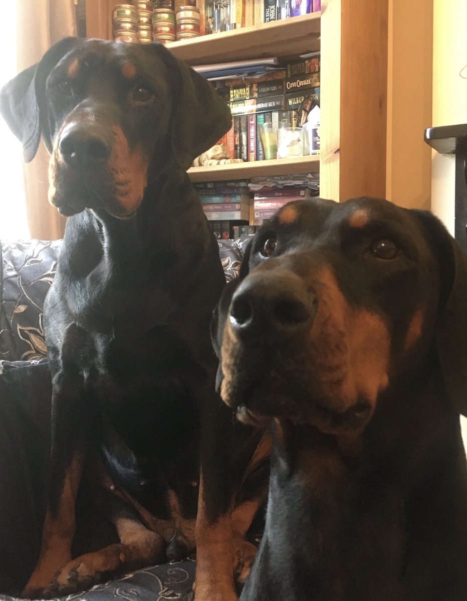 End of an era ￼🐾🌈 Scooby has gone to join Lexi xx Best dogs RIP My Good boy #Scoobydoo x