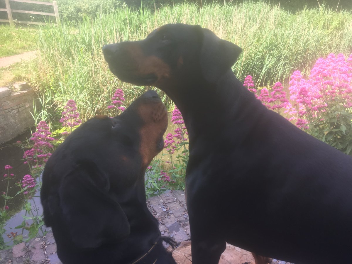 LpMoonstone's tweet photo. End of an era ￼🐾🌈 Scooby has gone to join Lexi xx Best dogs RIP My Good boy #Scoobydoo x https://t.co/wqdv9Xk7sS