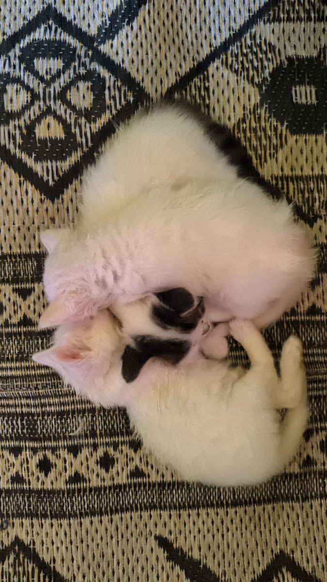 Firas in Gaze 🍉🇵🇸 tweet media