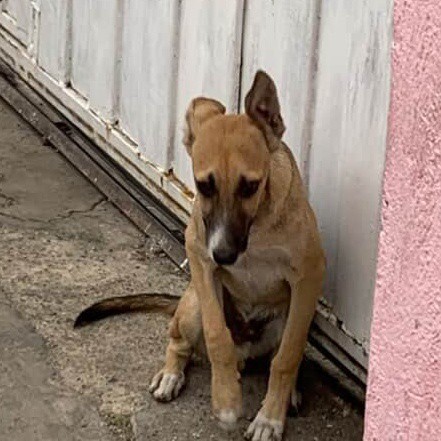 Carolina tweet media