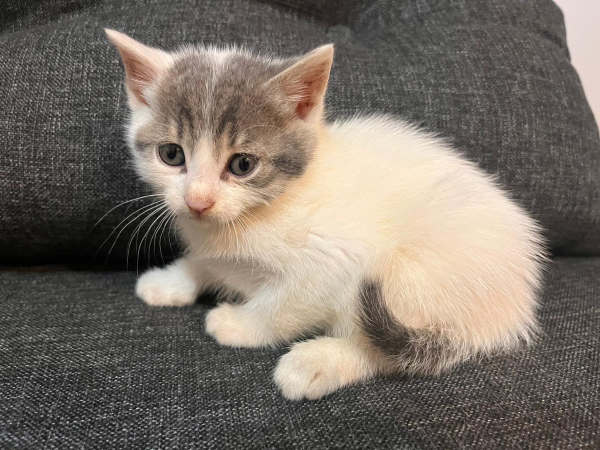 Yeşim Çamlısoy tweet media