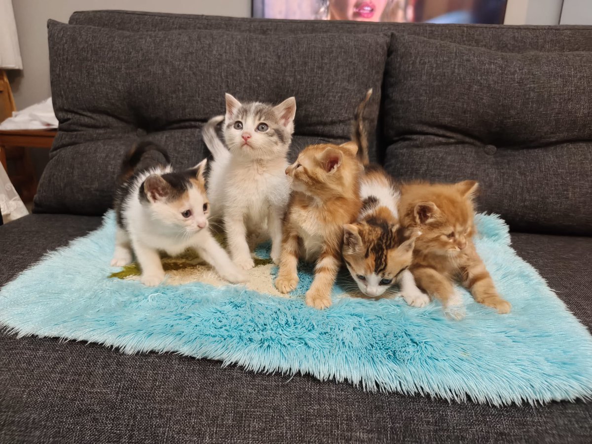 Yeşim Çamlısoy tweet media