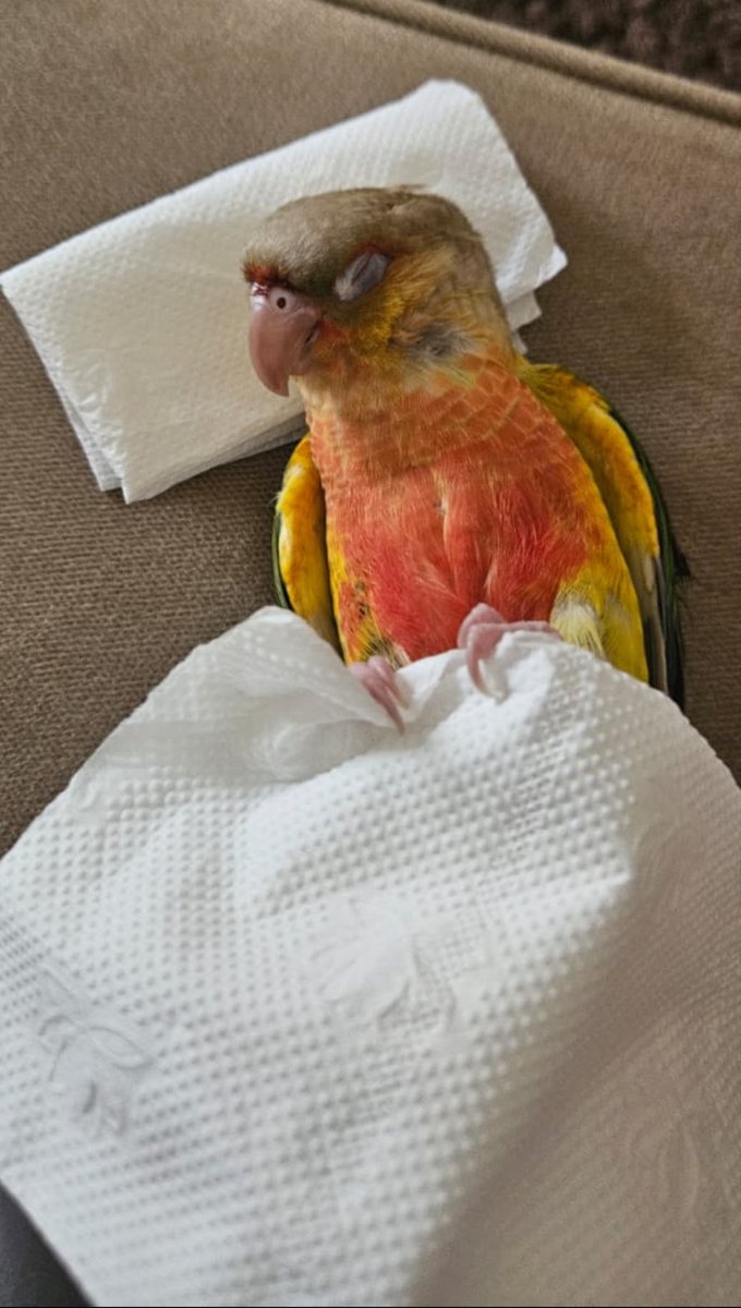 إستبرَق tweet media