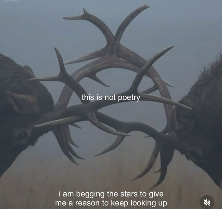 love drops tweet media