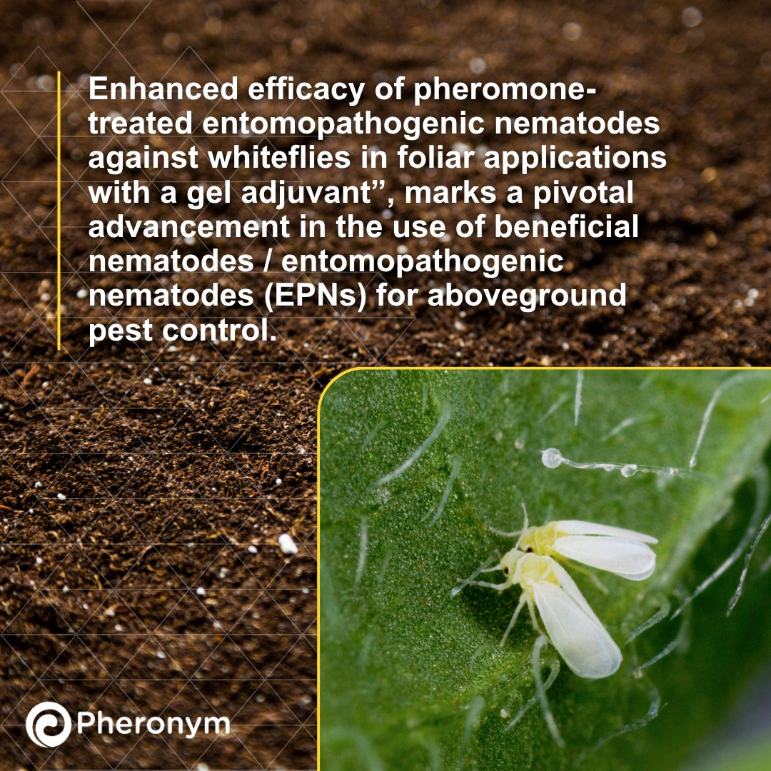 Pheronym tweet media