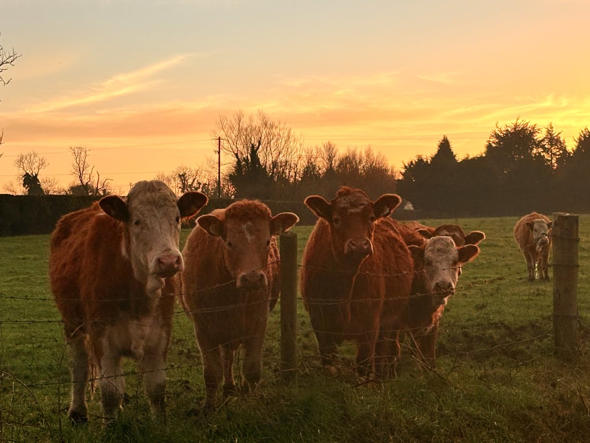 loverandomieigh's tweet image. The sunset squad 🥰 #cows