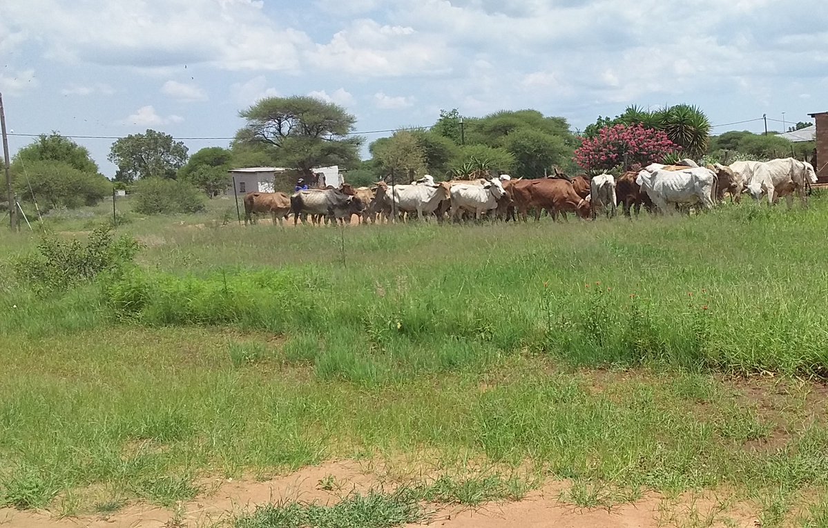 Van nie Molao tweet media