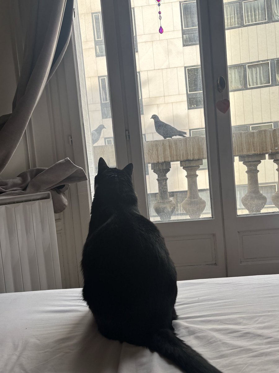 Marc-Antoine FREE FREE PALESTINE tweet media