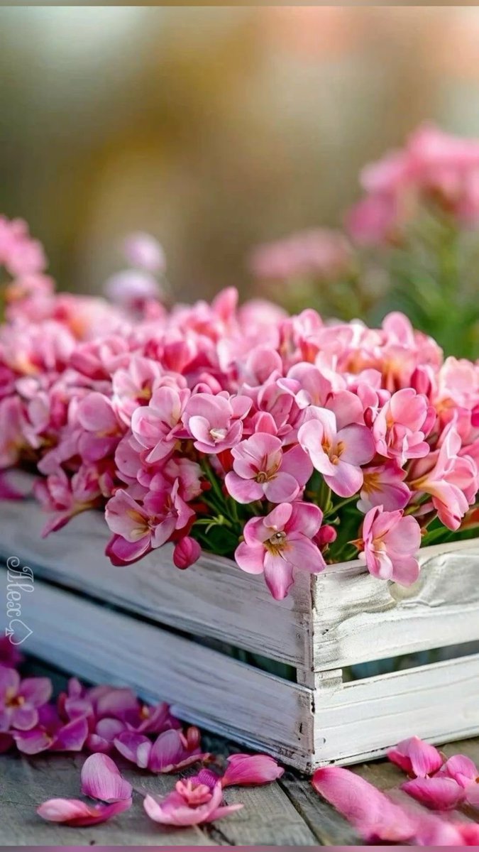 𝓜𝓮𝓱𝓻𝓲💫 tweet media