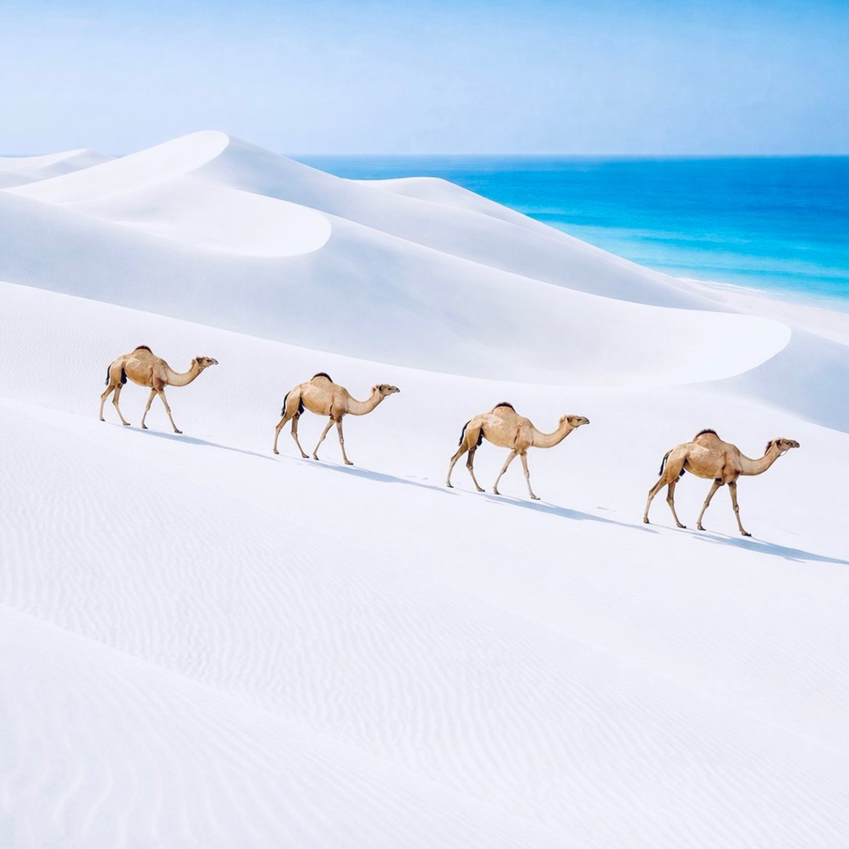 beautiful Arab⁦⁦ tweet media