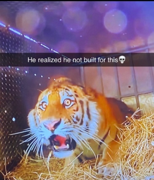 Ninjago Shitpost tweet media