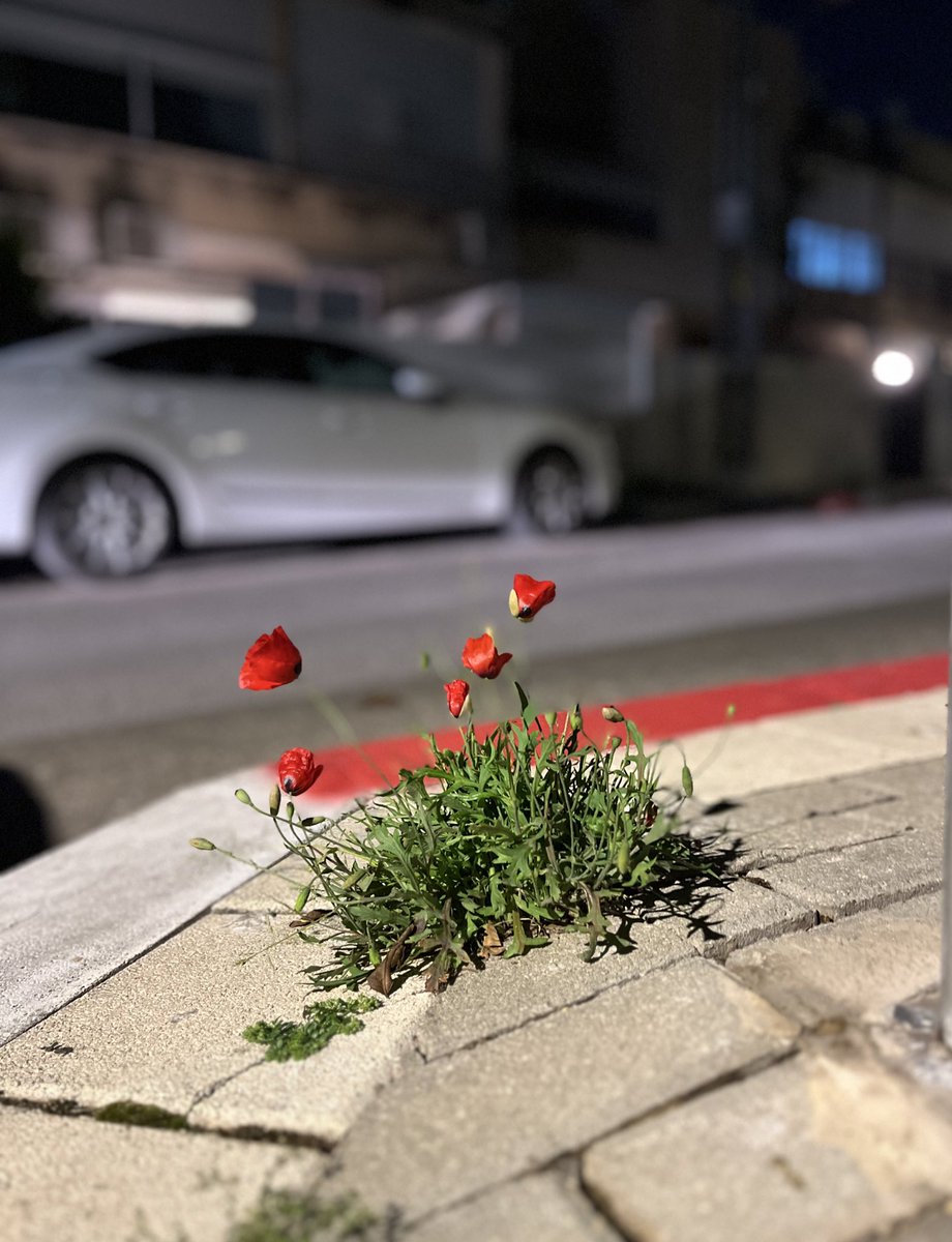 KJ ✡️ || کاپیتان عدالت tweet media