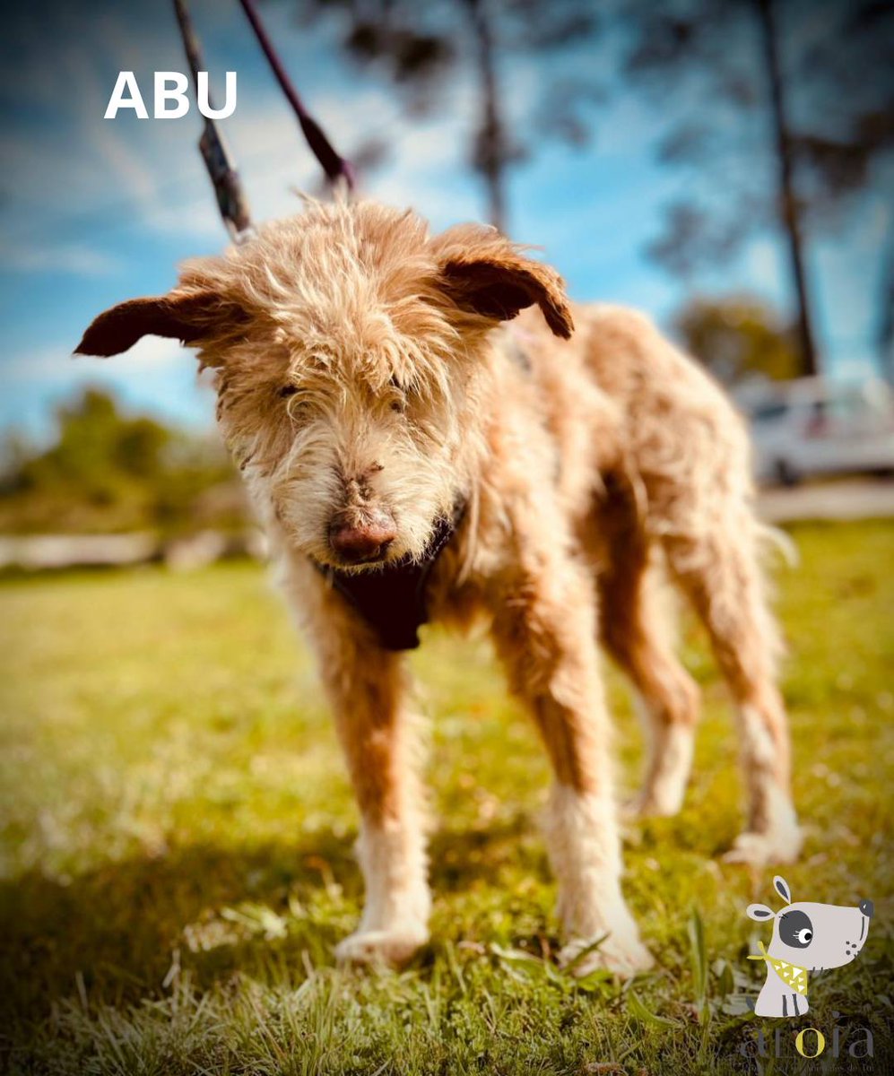 SOS Abuelos tweet media