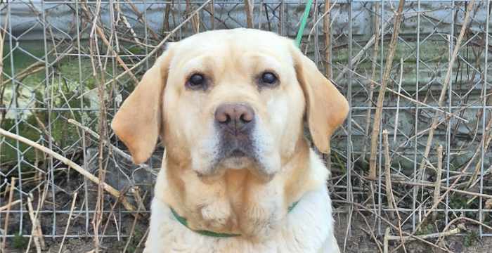 adopcje labradorów tweet media