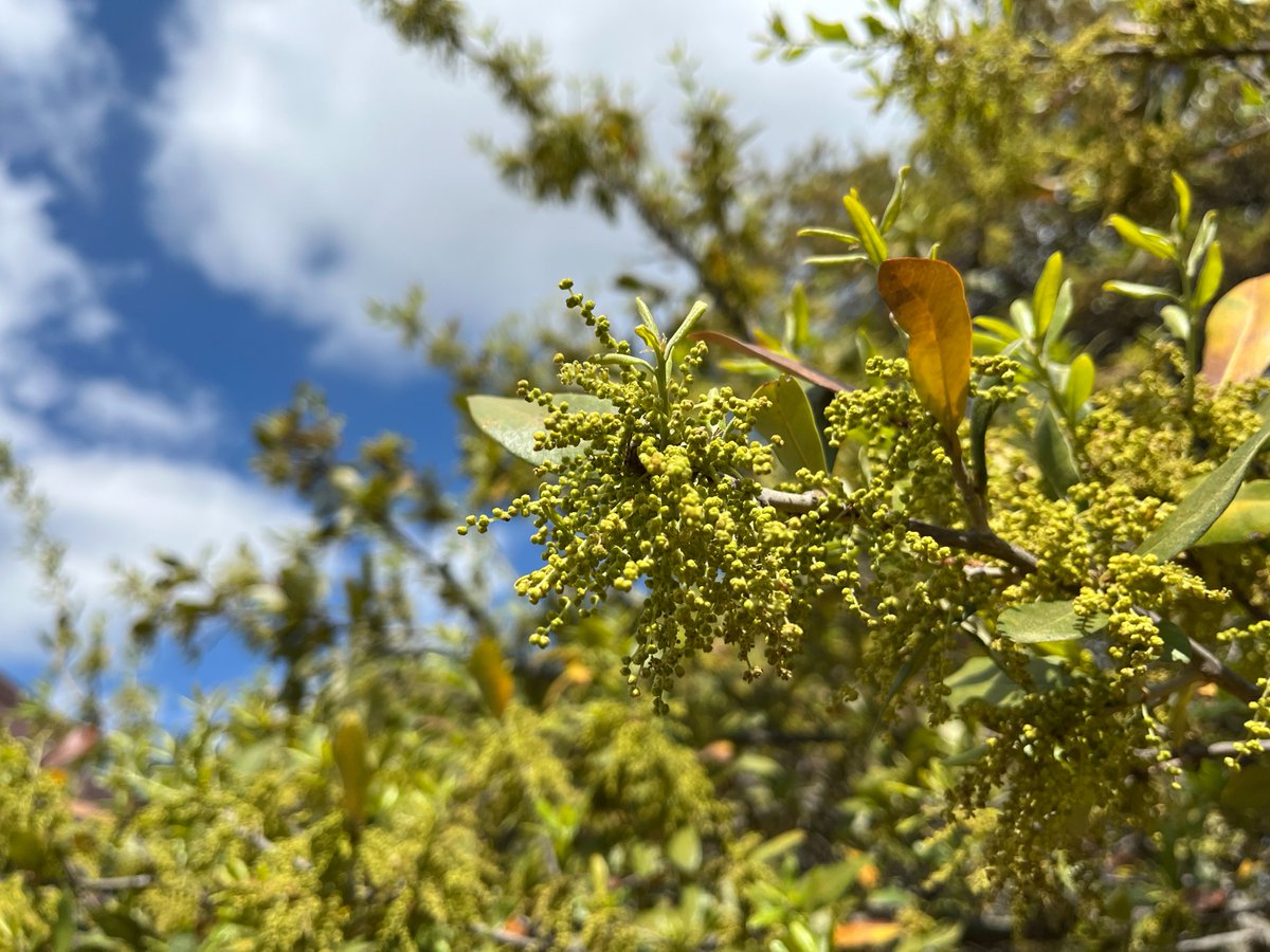 Texas A&M Forest Service tweet media