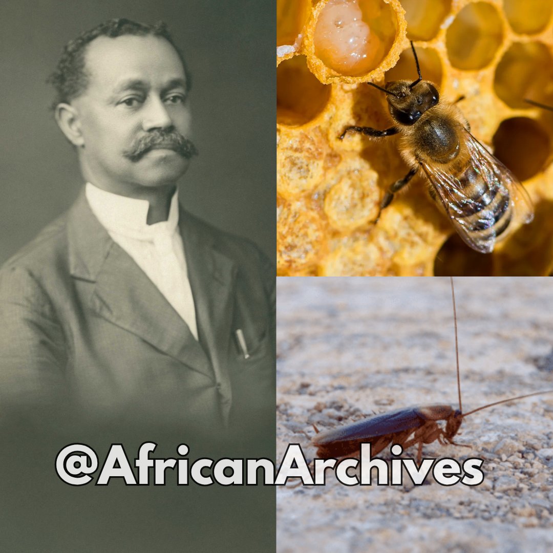 AFRICAN & BLACK HISTORY tweet media