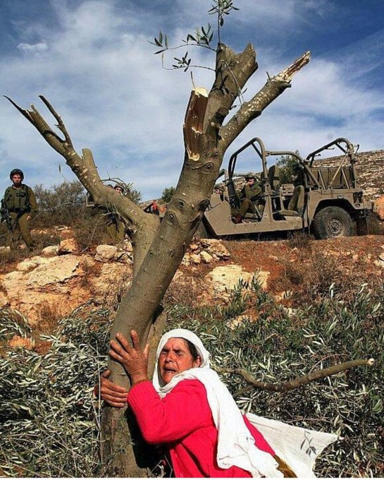 oicpal's tweet photo. Today, #Palestinians commemorate the 50th anniversary of Land Day.  A day of resistance against #Israel’s colonization, land theft, dispossession, displacement, and ongoing Nakba.
Land is central to our collective identity, being, and survival as a nation. The land that we nourished with our hands for centuries holds the memories of our ancestors, the sorrows of our elders, and the future of our children.  Everyday is a Land Day in #Palestine.
📷 Alaa Badarneh

يحيي #الفلسطينيون اليوم الذكرى الخمسين لـ #يوم_الأرض، وهو يوم للمقاومة ضد استعمار #إسرائيل وسرقة أراضيها وتشريدها وتهجيرها والنكبة المستمرة.  الأرض عنصر أساسي في هويتنا الجماعية، ووجودنا، وبقائنا كأمة. فالأرض التي رعيناها بأيدينا لقرون تحمل ذكريات أجدادنا، وأحزان شيوخنا، ومستقبل أبنائنا.  
كل يوم هو يوم أرض في #فلسطين. 
📷 علاء بدرنة